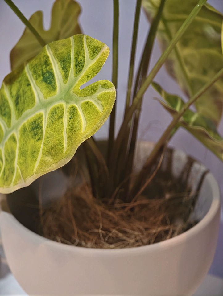 Close up 3D printed golden yellow alocasia elephant ear leaf rare faux potted plant