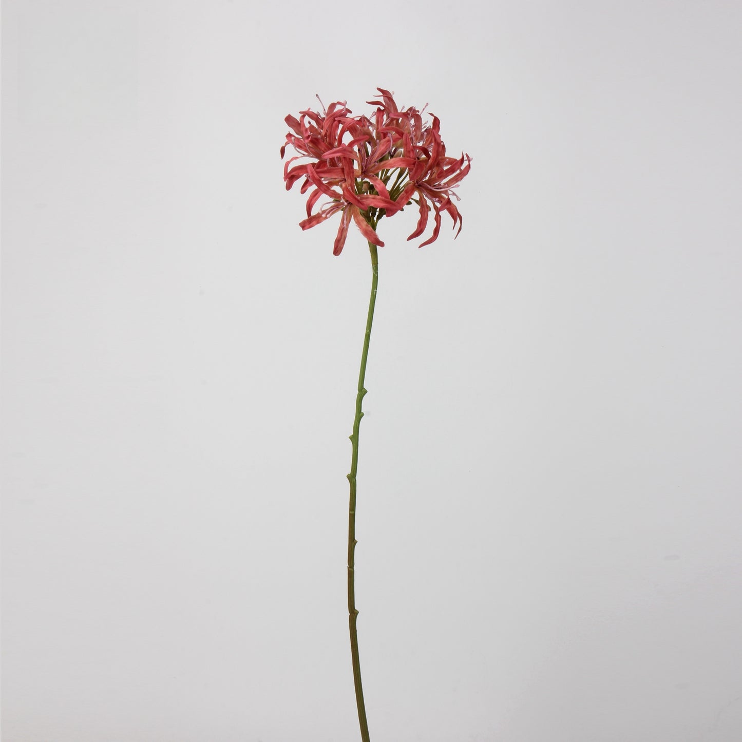 Artificial Agapanthus Stem | Premium Silk Real Touch Flower | 78cm Tall Red