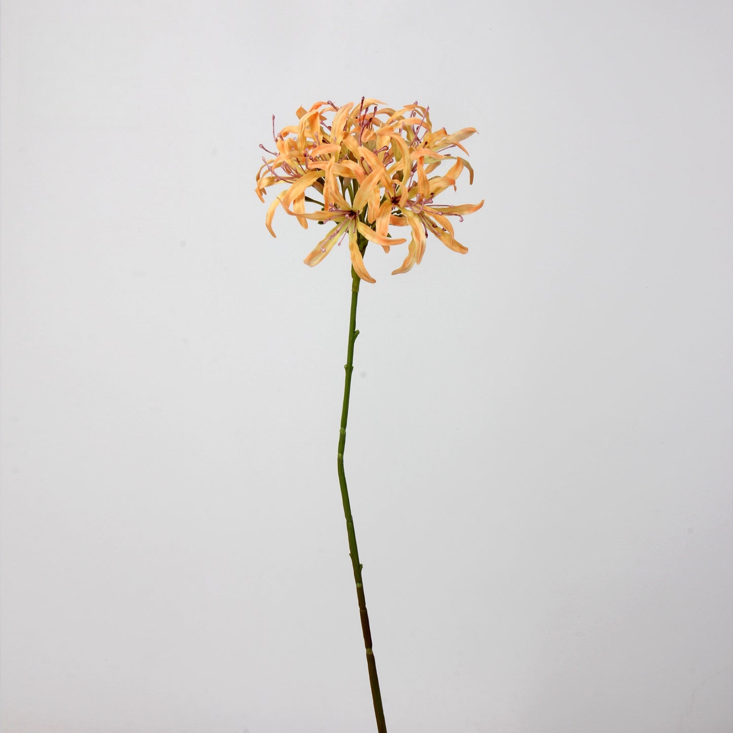 Artificial Agapanthus Stem | Premium Silk Real Touch Flower | 78cm Tall Orange