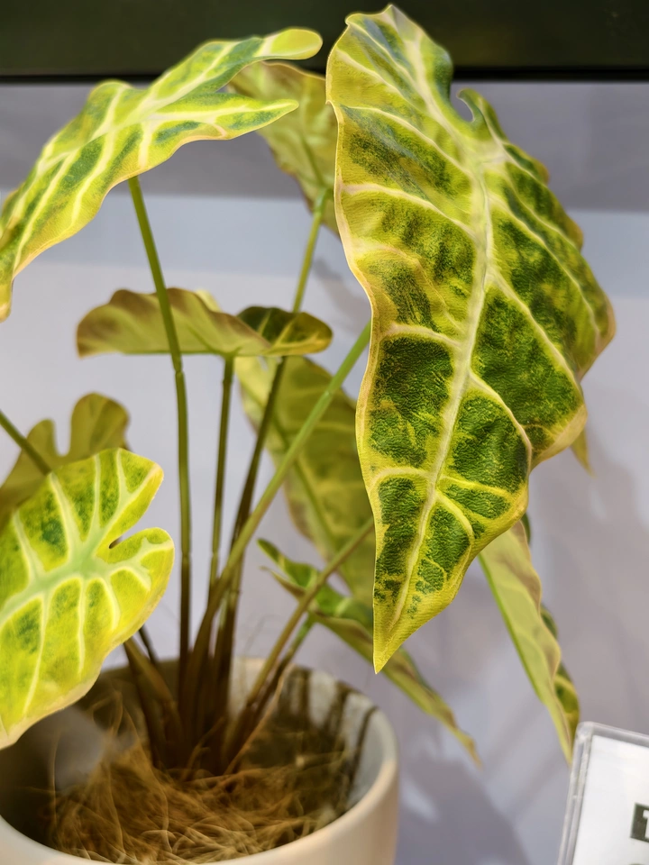 Close up 3D printed golden yellow alocasia elephant ear leaf rare faux potted plant
